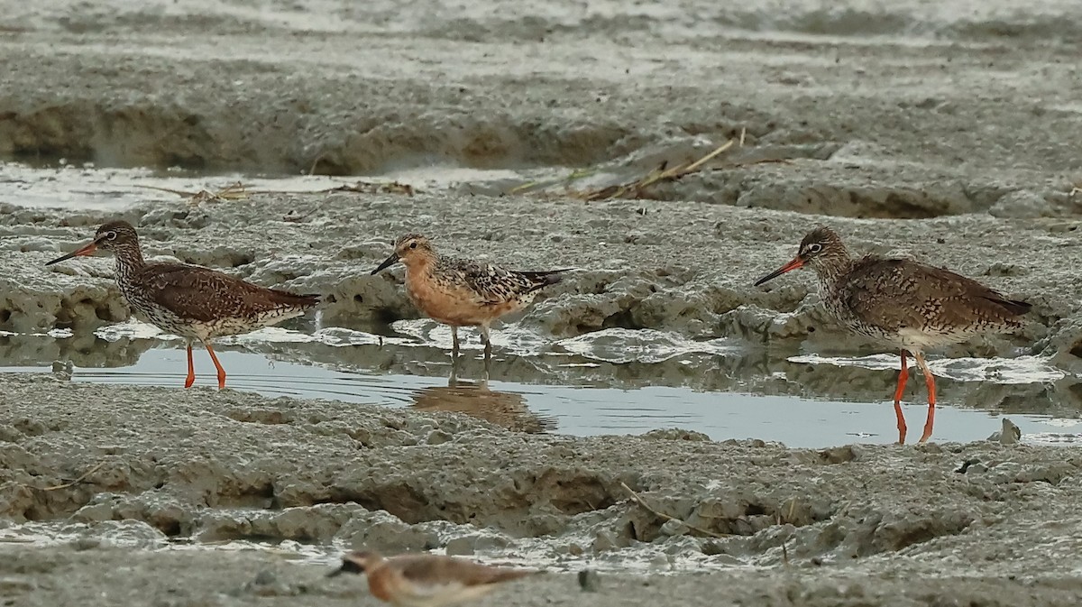 Red Knot - ML602612401