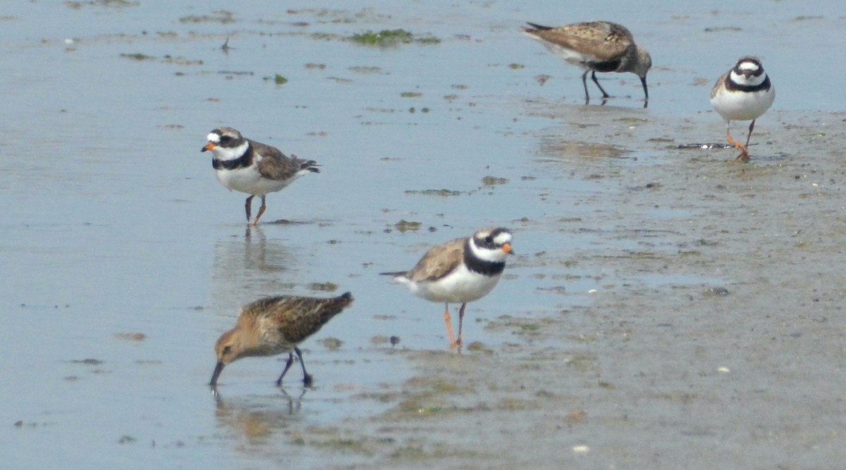 Common Ringed Plover - ML602612621