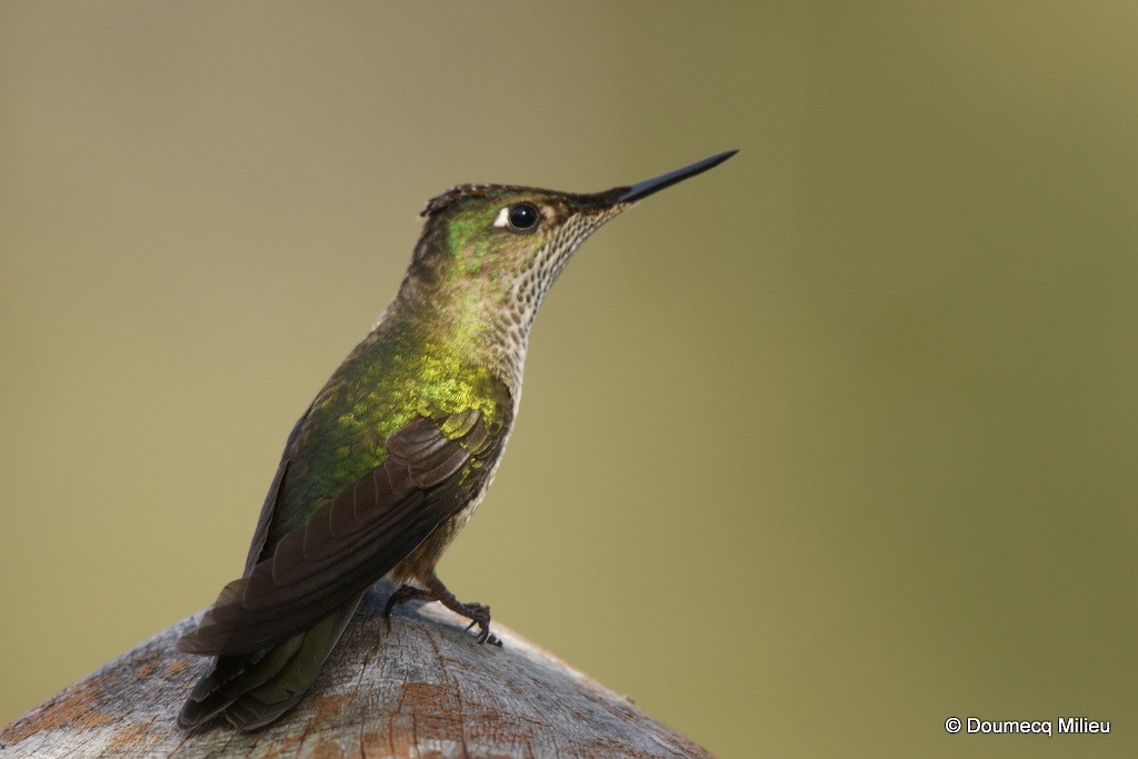 Colibrí Austral - ML60261281