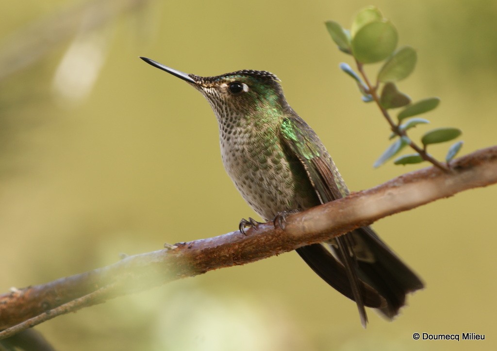 Green-backed Firecrown - ML60261291