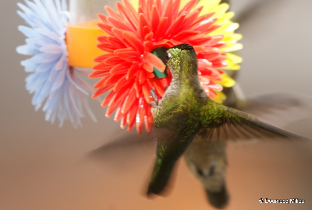 kolibřík chilský - ML60261311