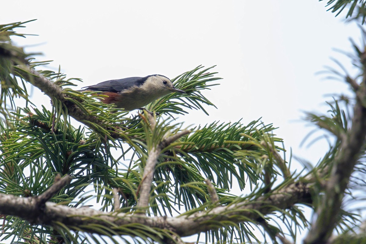 White-cheeked Nuthatch - ML602613291