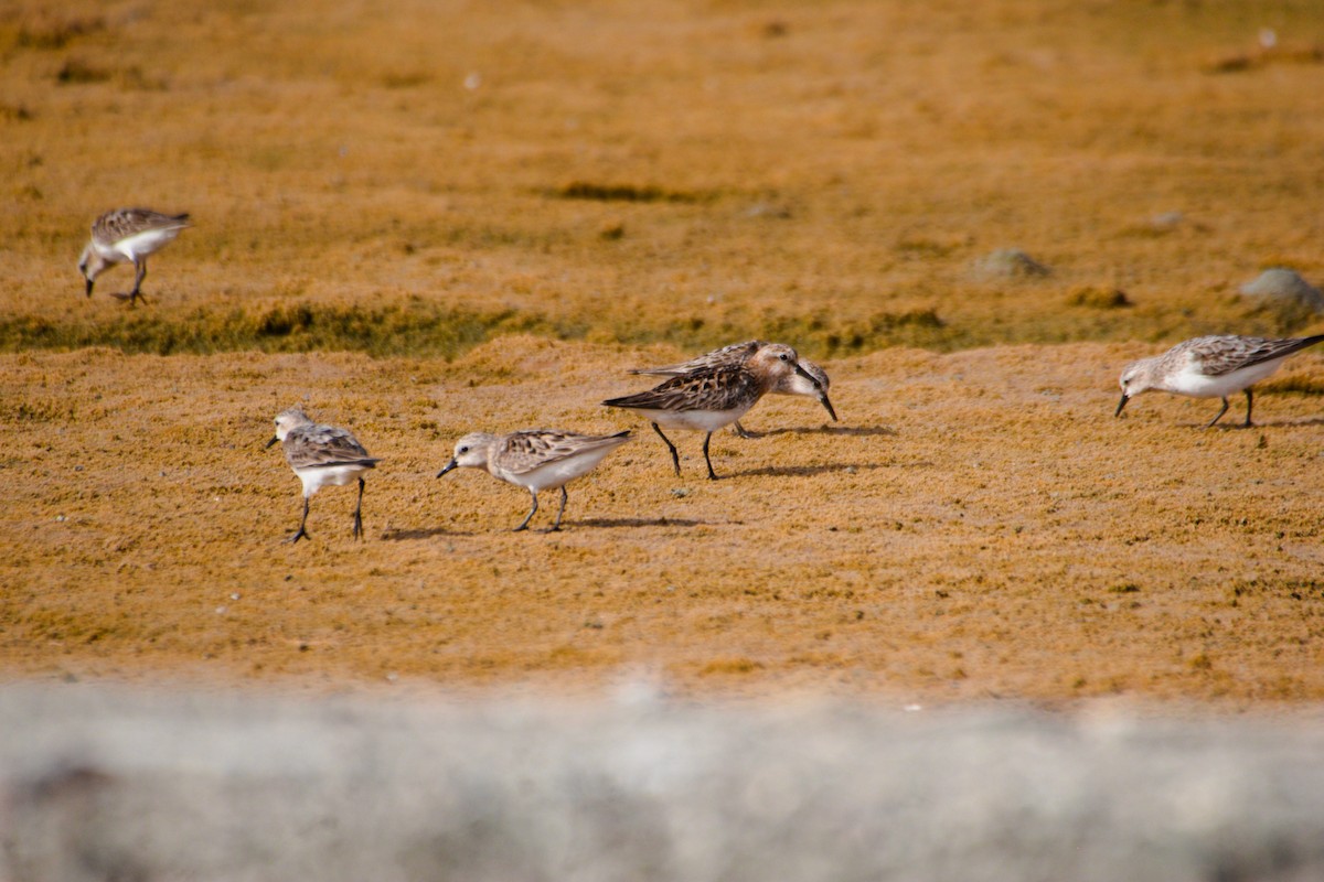 Rotkehl-Strandläufer - ML602613771