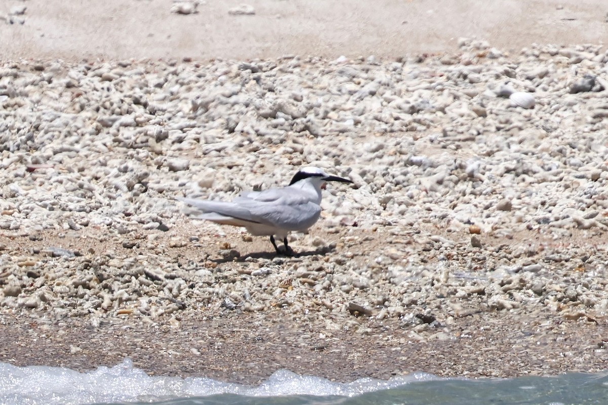 Black-naped Tern - Mei-Luan Wang