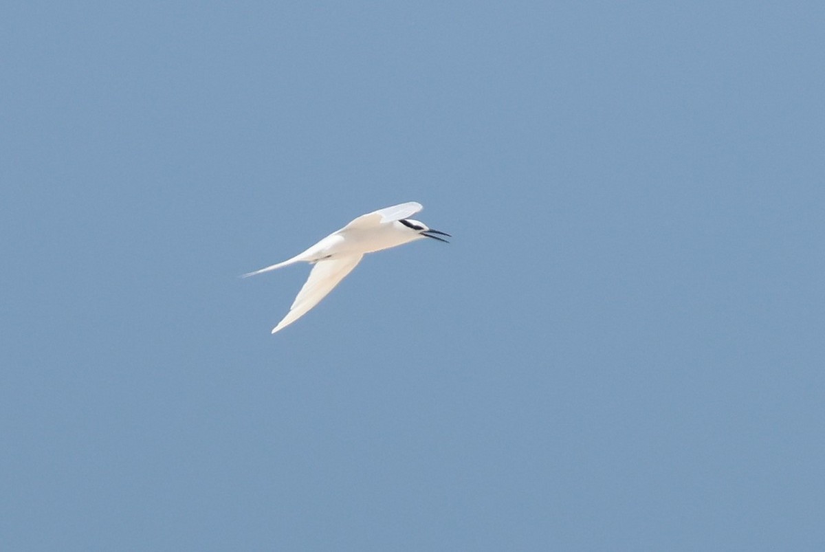 Black-naped Tern - ML602614381