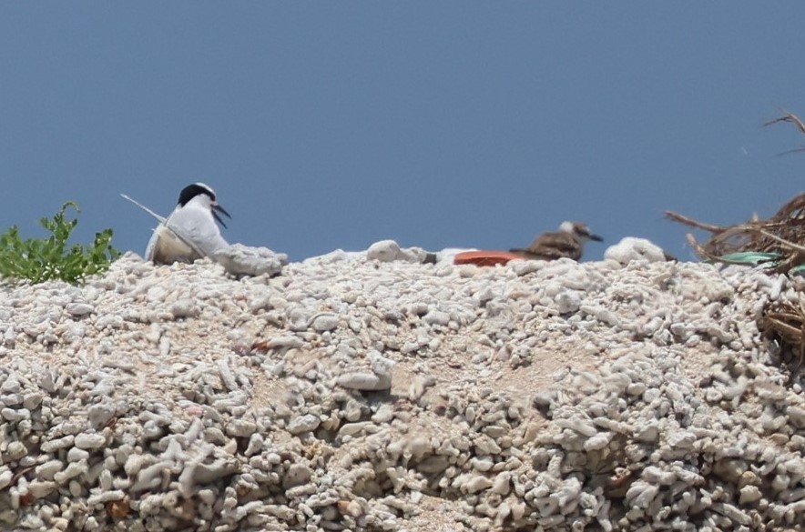 Black-naped Tern - ML602614391