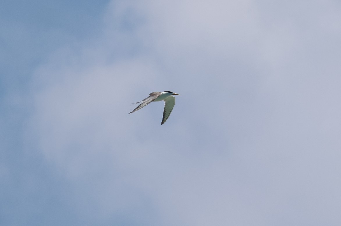 Great Crested Tern - ML602615011