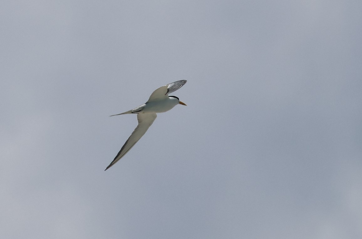 Great Crested Tern - ML602615031