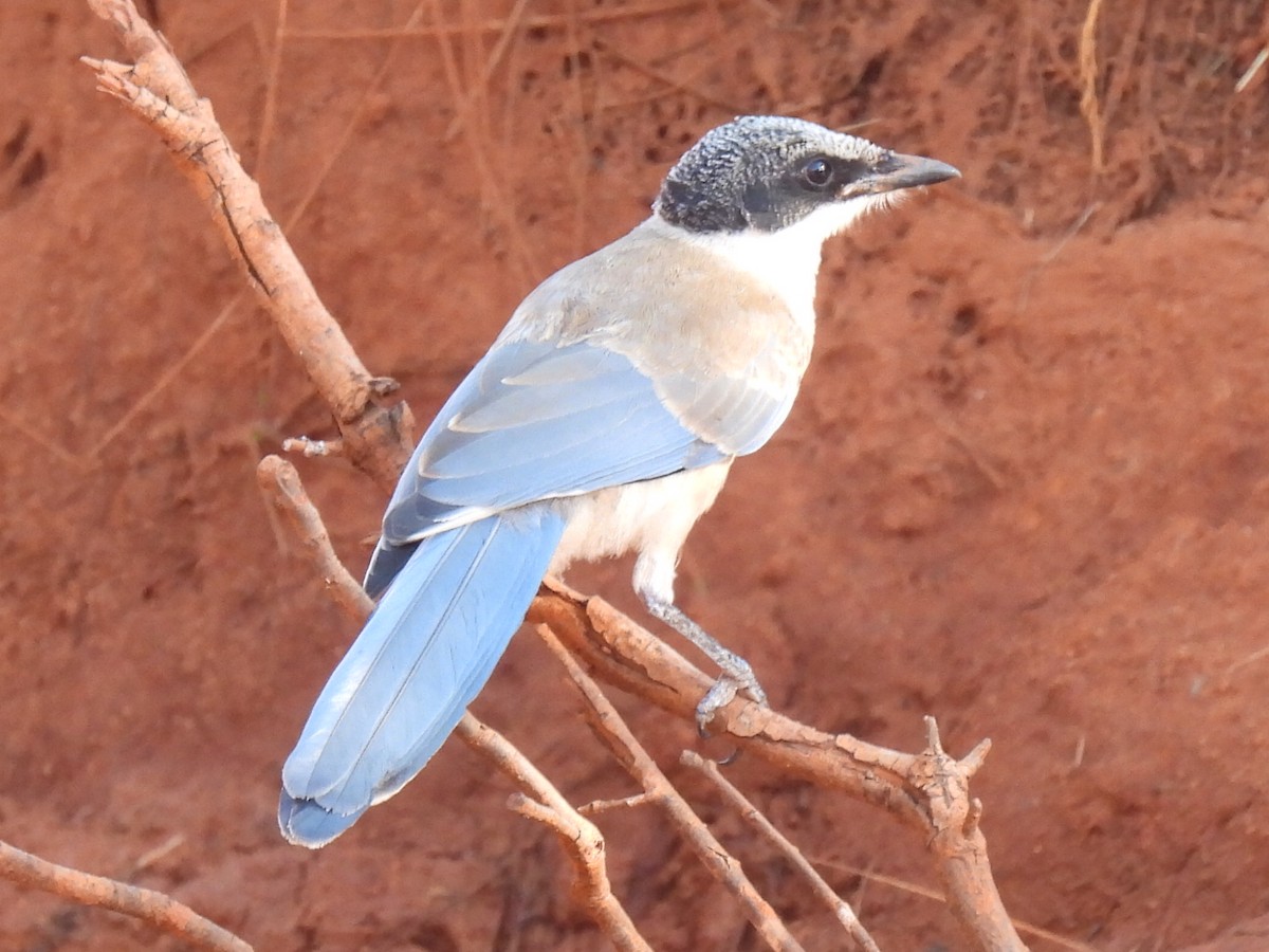 Iberian Magpie - ML602615671