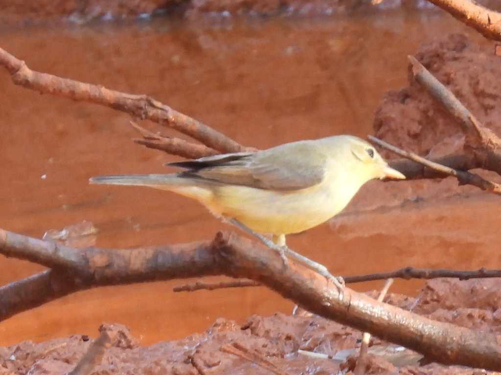 Melodious Warbler - ML602615731