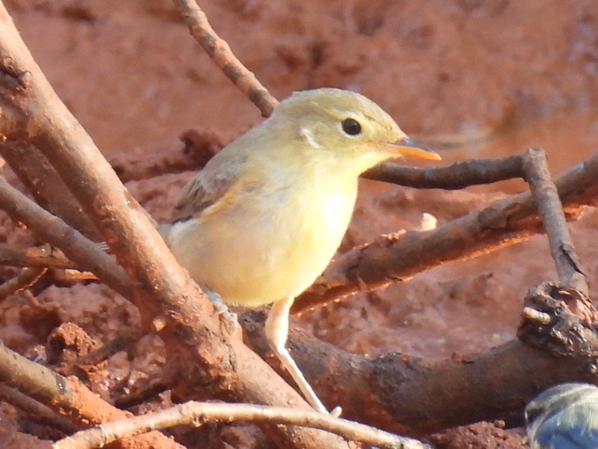 Melodious Warbler - ML602615741