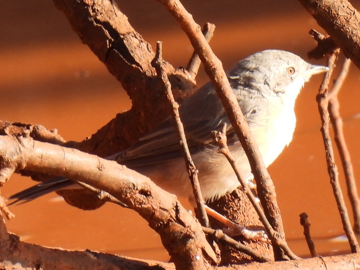 Txinbo papargorrizta iberiarra - ML602615751