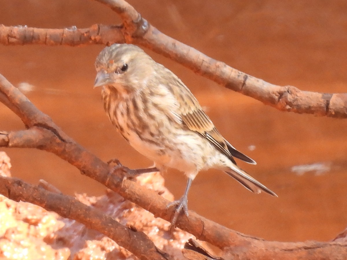 Eurasian Linnet - ML602615841