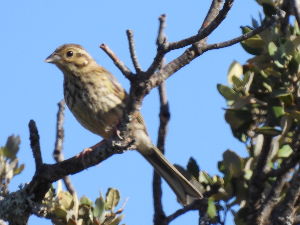 Cirl Bunting - ML602615901