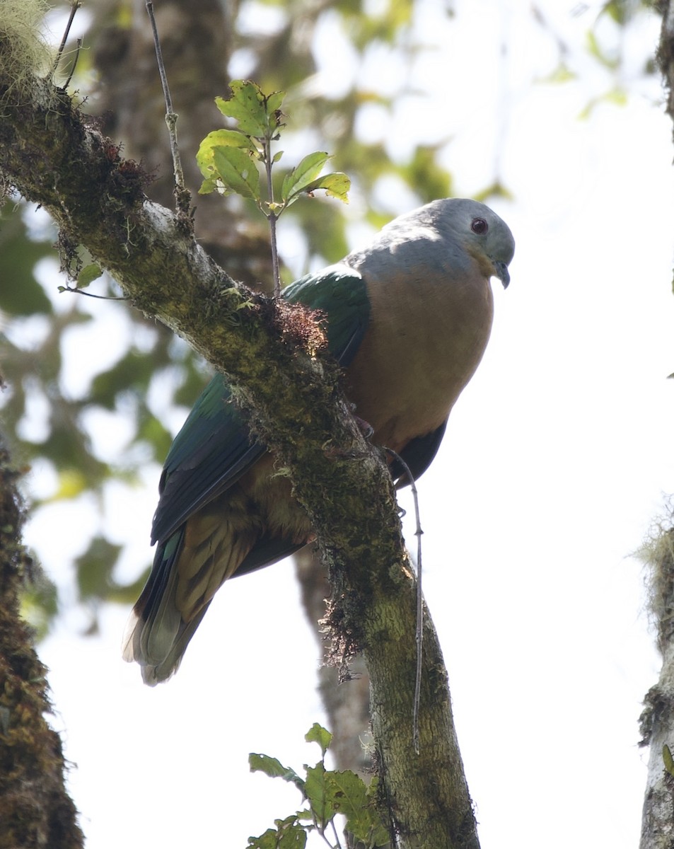 Rufescent Imperial-Pigeon - Kelly McDowell