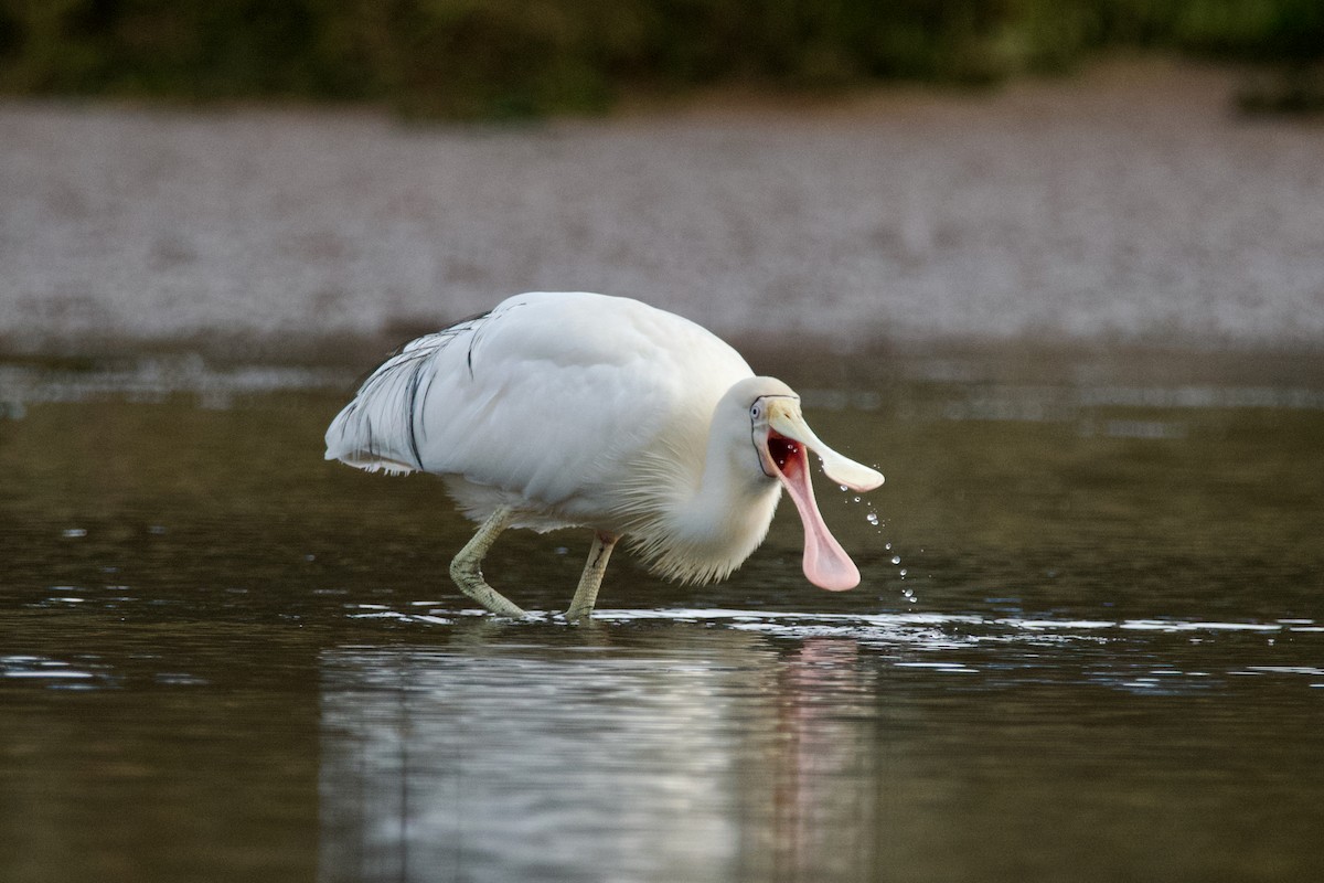 Yellow-billed Spoonbill - ML602616061