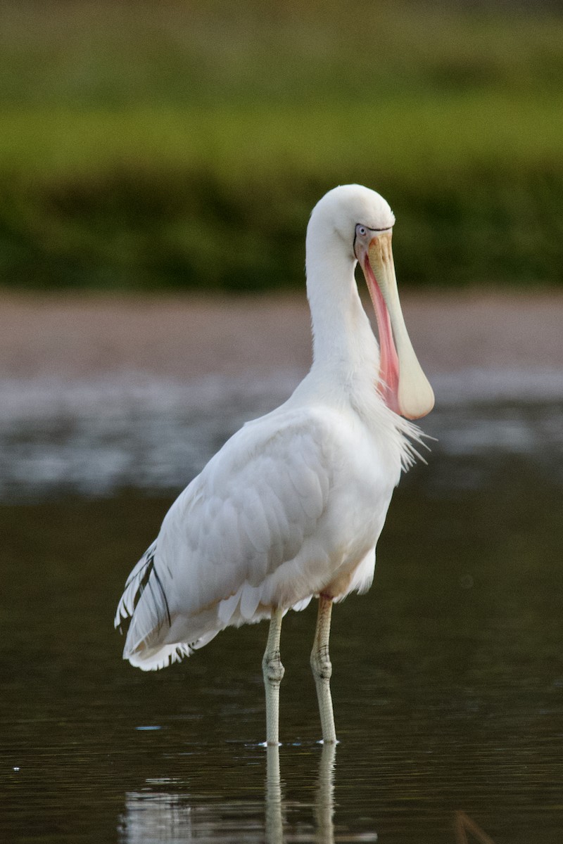 Yellow-billed Spoonbill - ML602616071