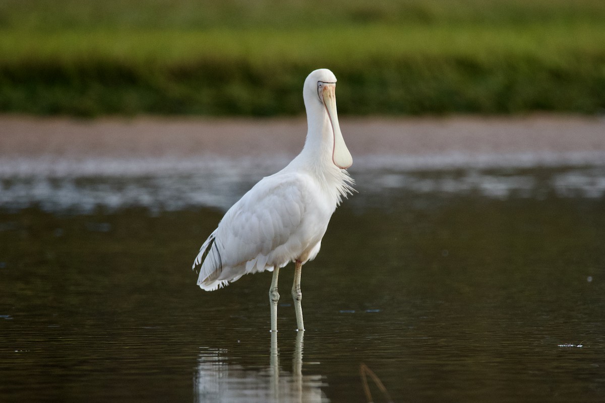 Yellow-billed Spoonbill - ML602616191