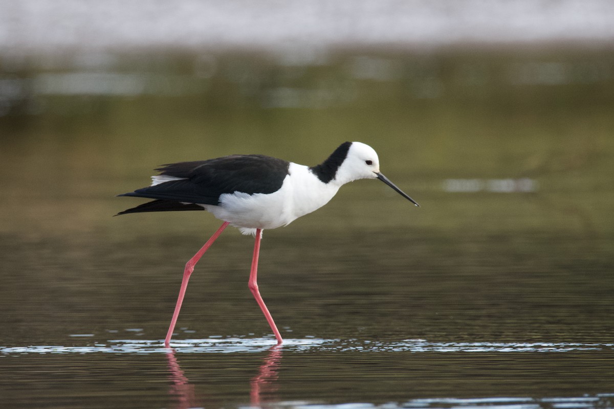 Pied Stilt - ML602618041