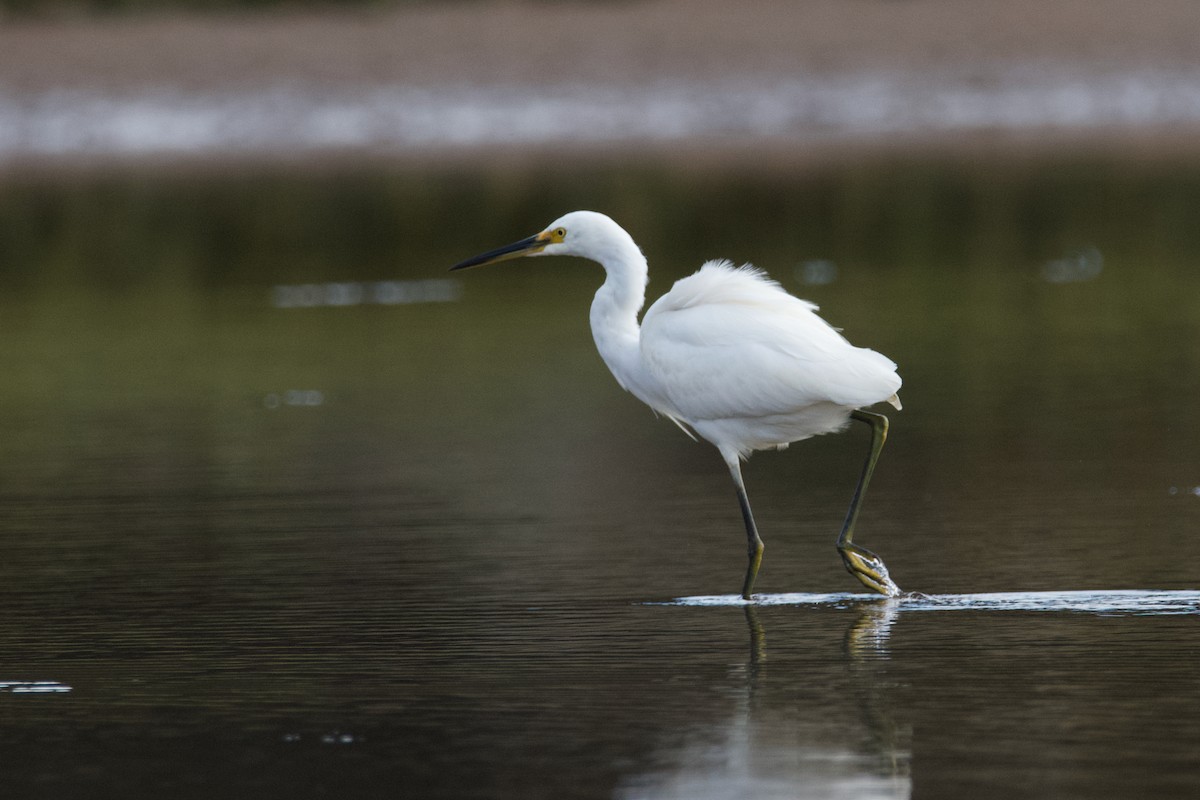 Little Egret - ML602618091