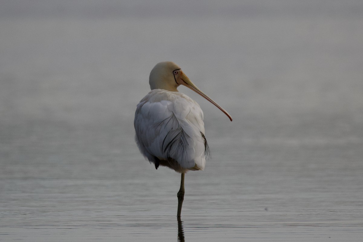 Yellow-billed Spoonbill - ML602618151