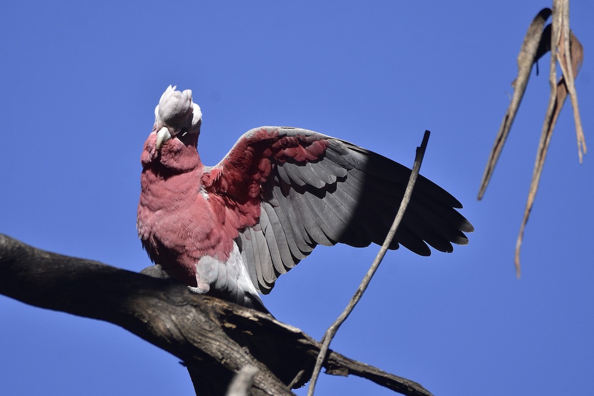 Galah - ML602620381