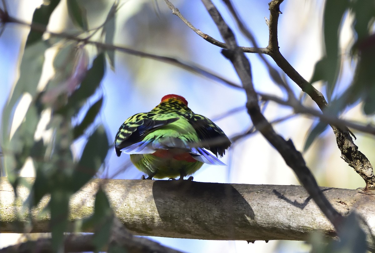 Eastern Rosella - ML602620401