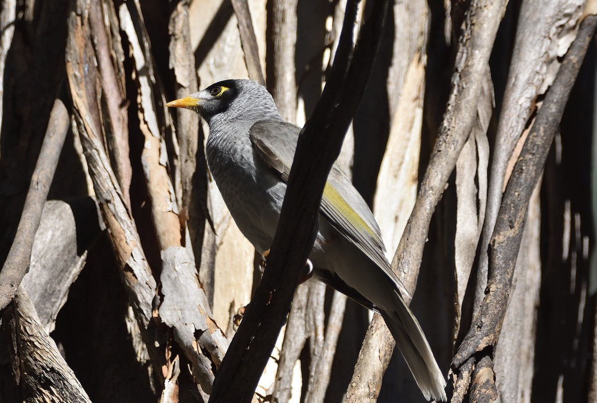 Noisy Miner - ML602620421