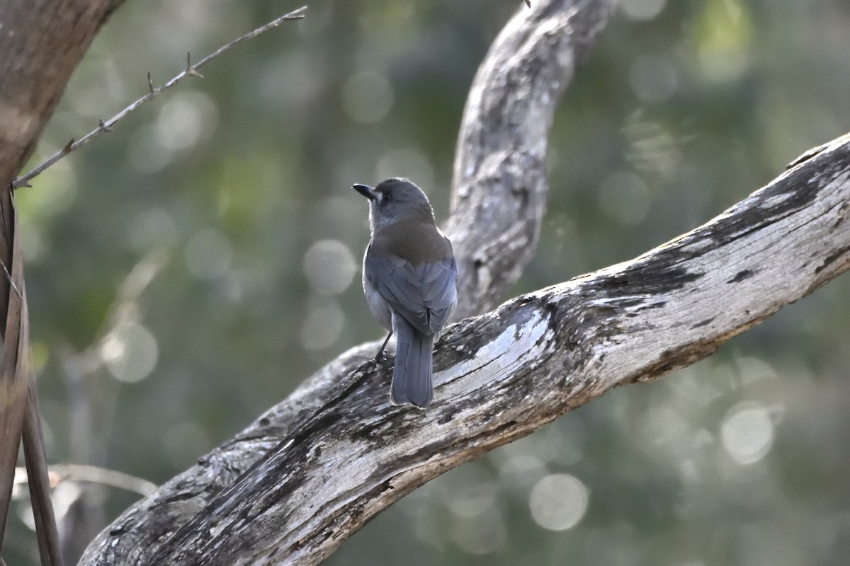 Gray Shrikethrush - ML602620441