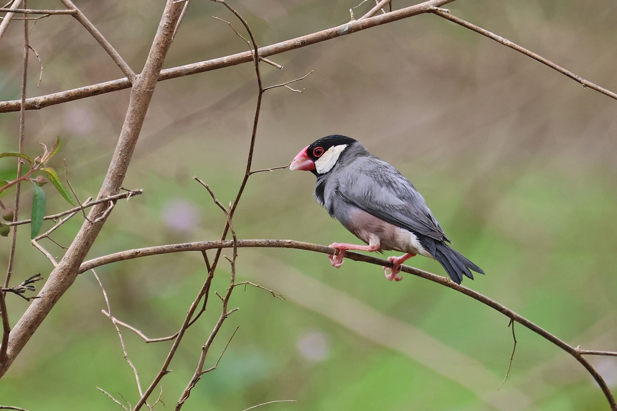 Java Sparrow - Charley Hesse TROPICAL BIRDING