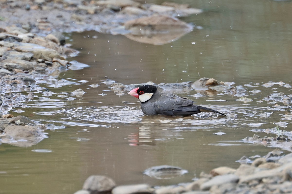 Java Sparrow - Charley Hesse TROPICAL BIRDING