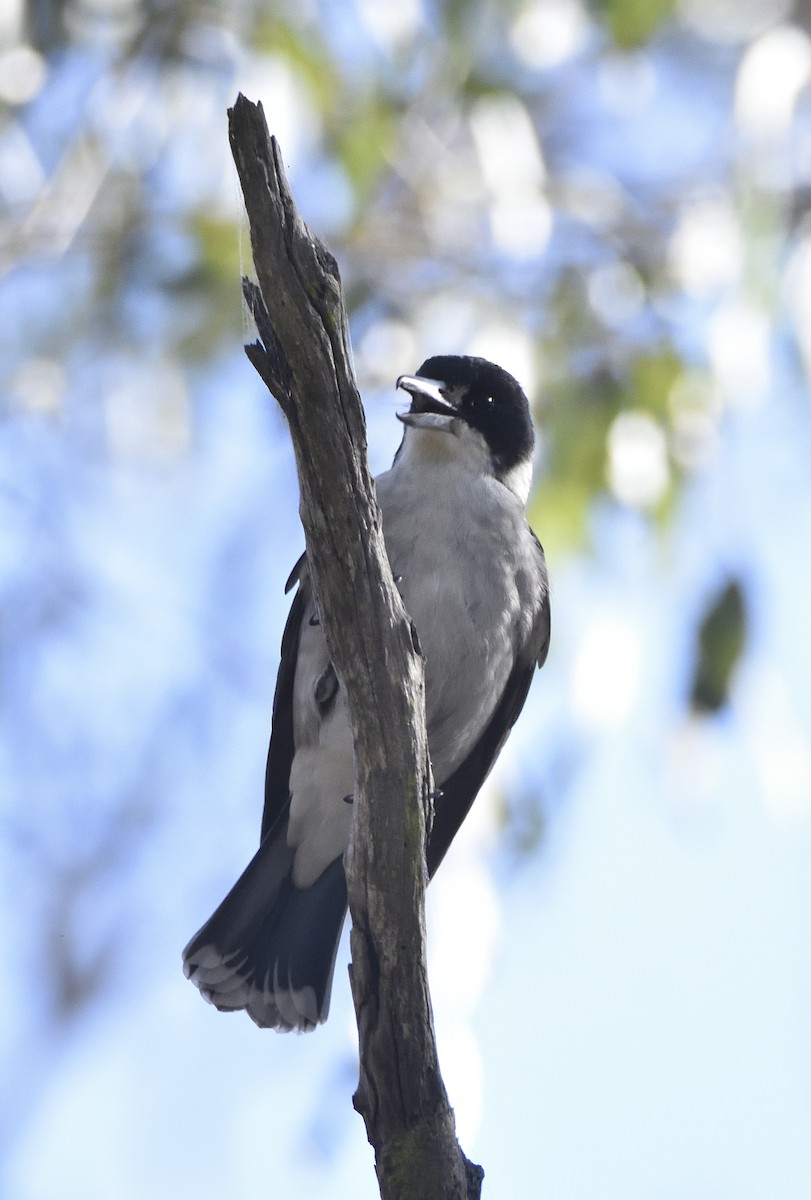 Gray Butcherbird - ML602620531