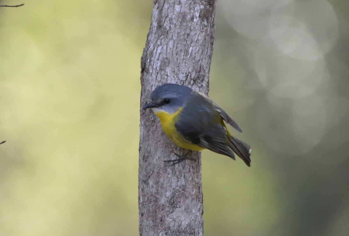 Eastern Yellow Robin - ML602620561