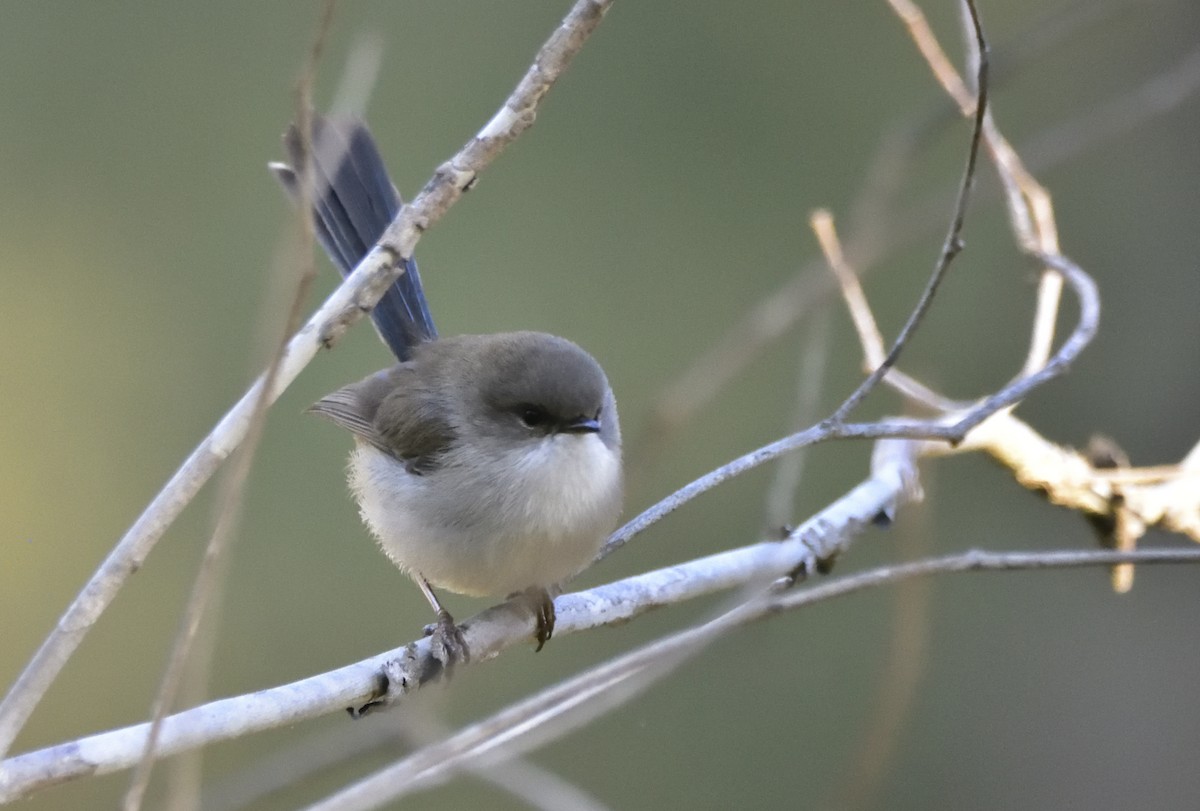 Superb Fairywren - ML602620571