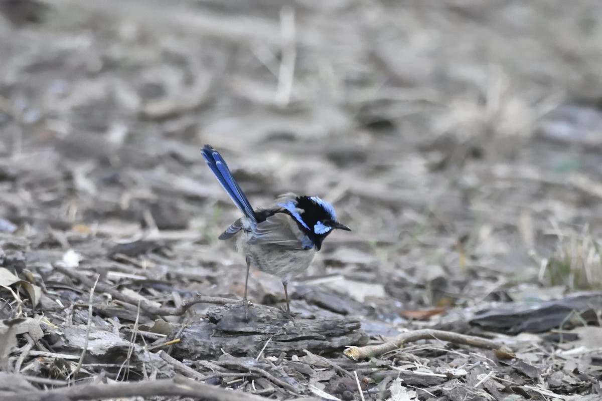 Superb Fairywren - ML602620581