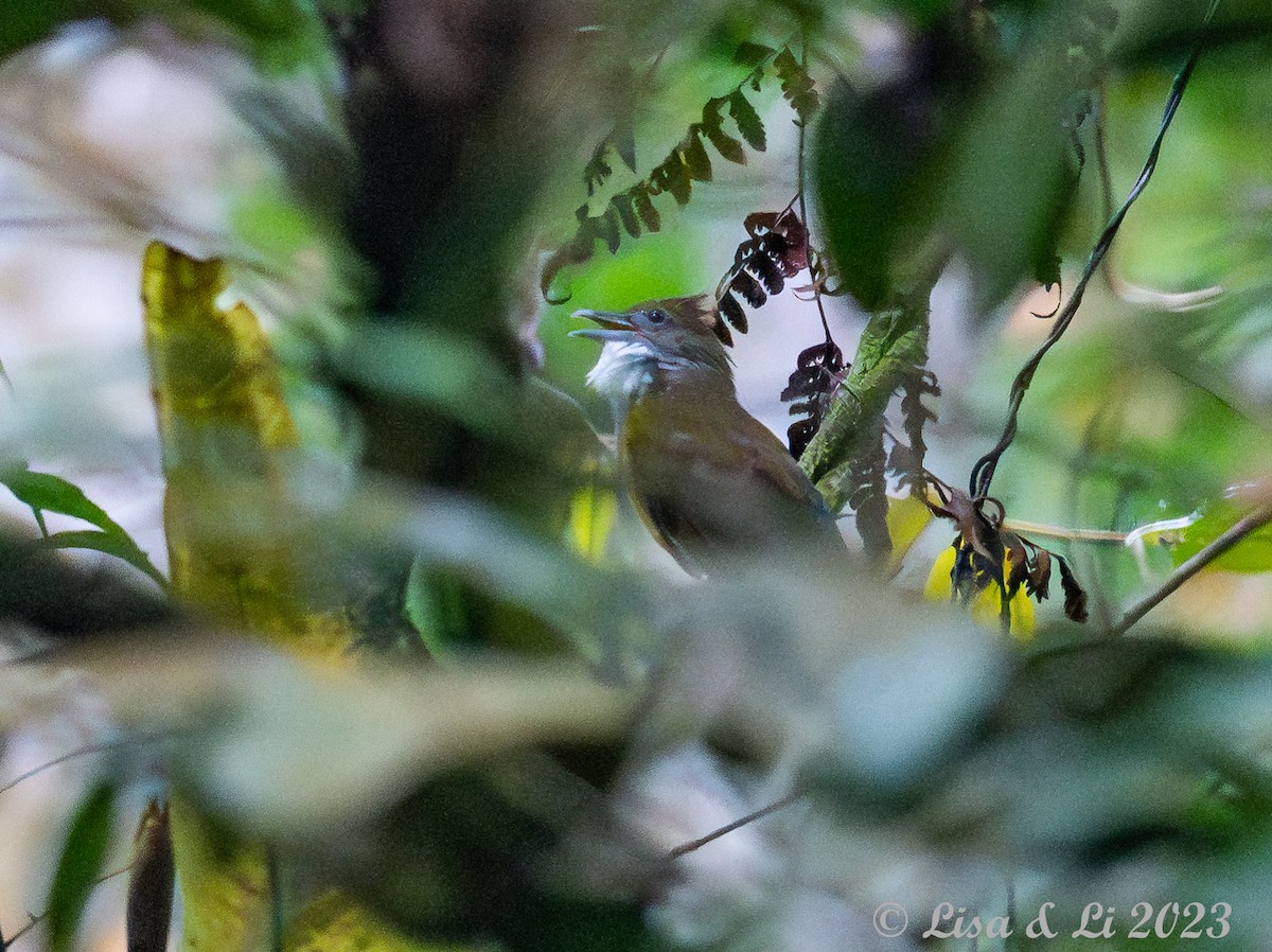 Brown-cheeked Bulbul - ML602620641