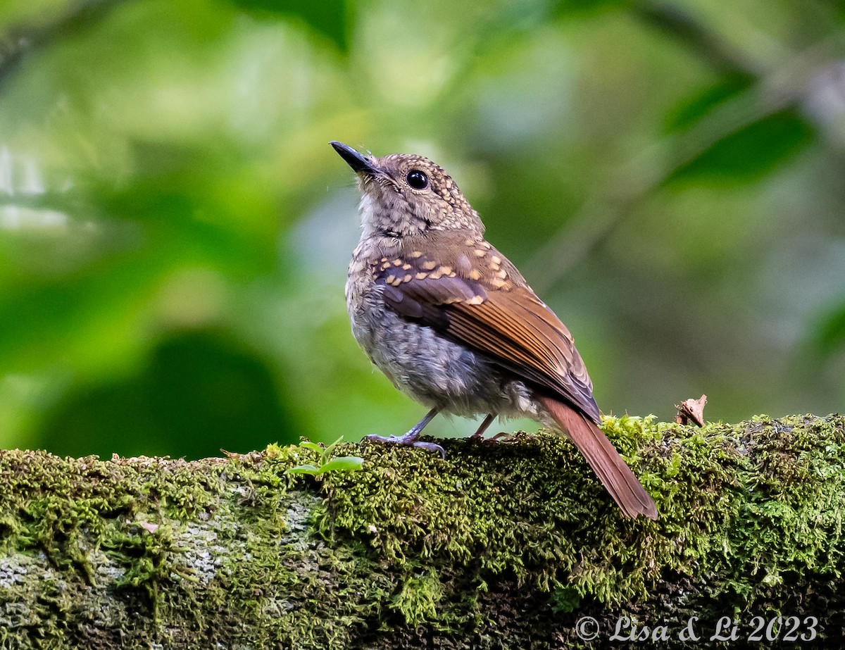 Fulvous-chested Jungle Flycatcher - Lisa & Li Li