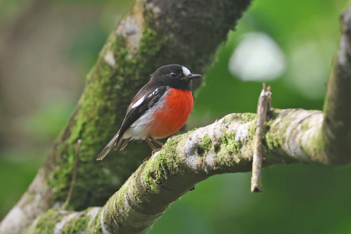 Pacific Robin - ML602620701