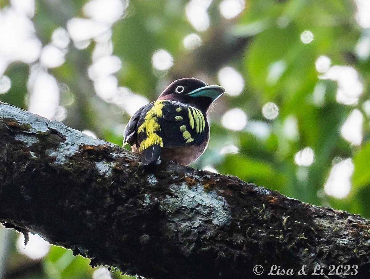 Banded Broadbill (Javan) - ML602621021