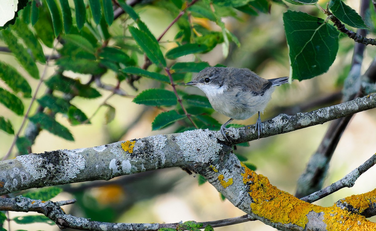 Lesser Whitethroat - ML602622571