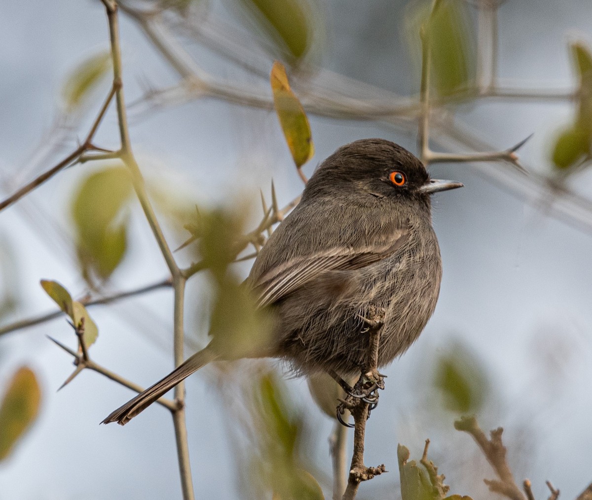 ヒメハイイロタイランチョウ - ML602624631