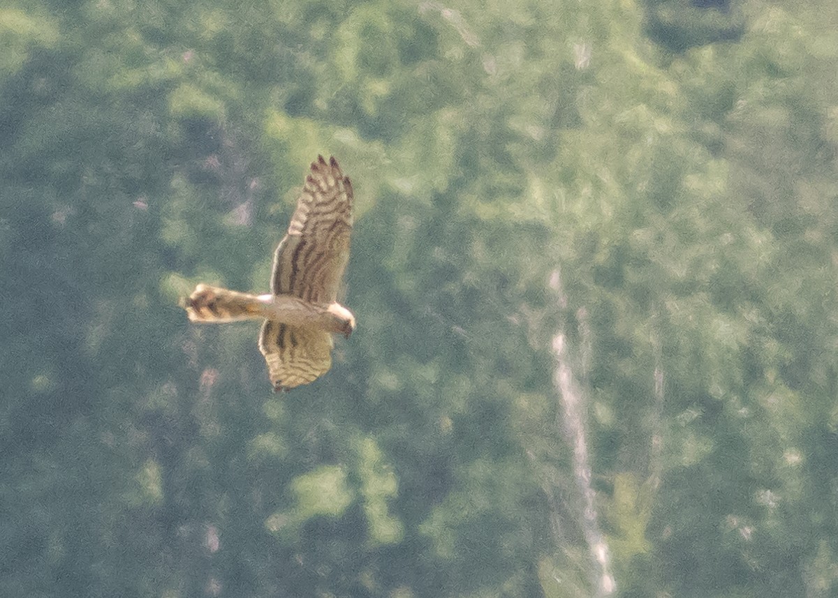 Montagu's Harrier - Mikko Pyhälä