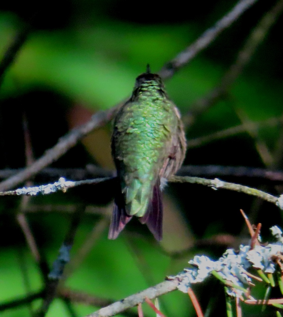 Ruby-throated Hummingbird - ML602624971