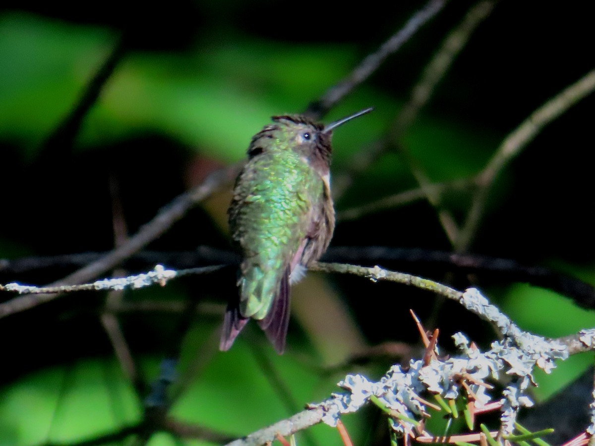 Ruby-throated Hummingbird - ML602624981
