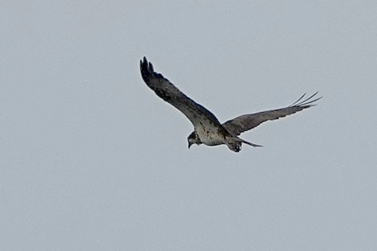 Osprey - ML602625631