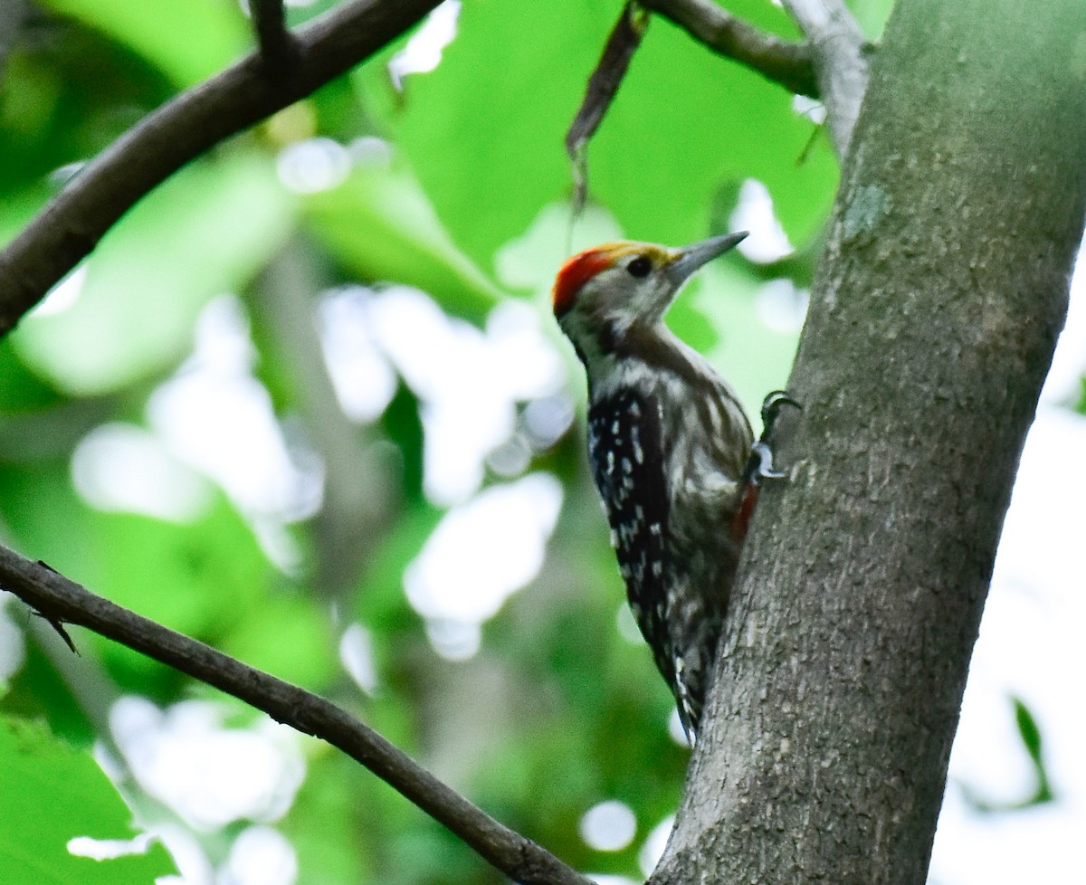 Yellow-crowned Woodpecker - ML602627771