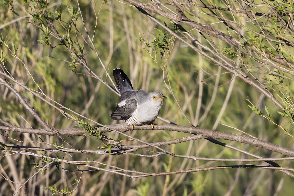 Common Cuckoo - ML602630451