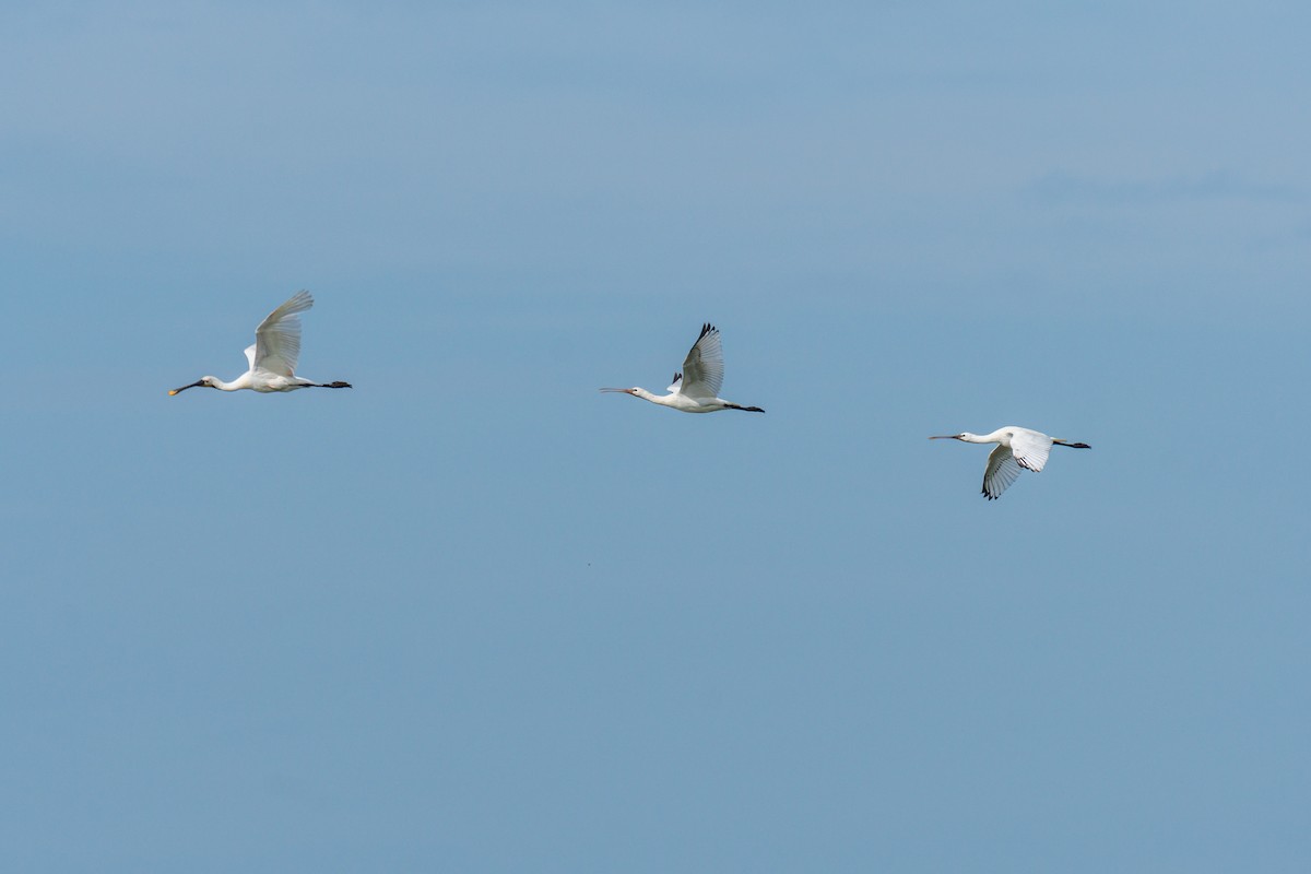 Spatola - ML602630921