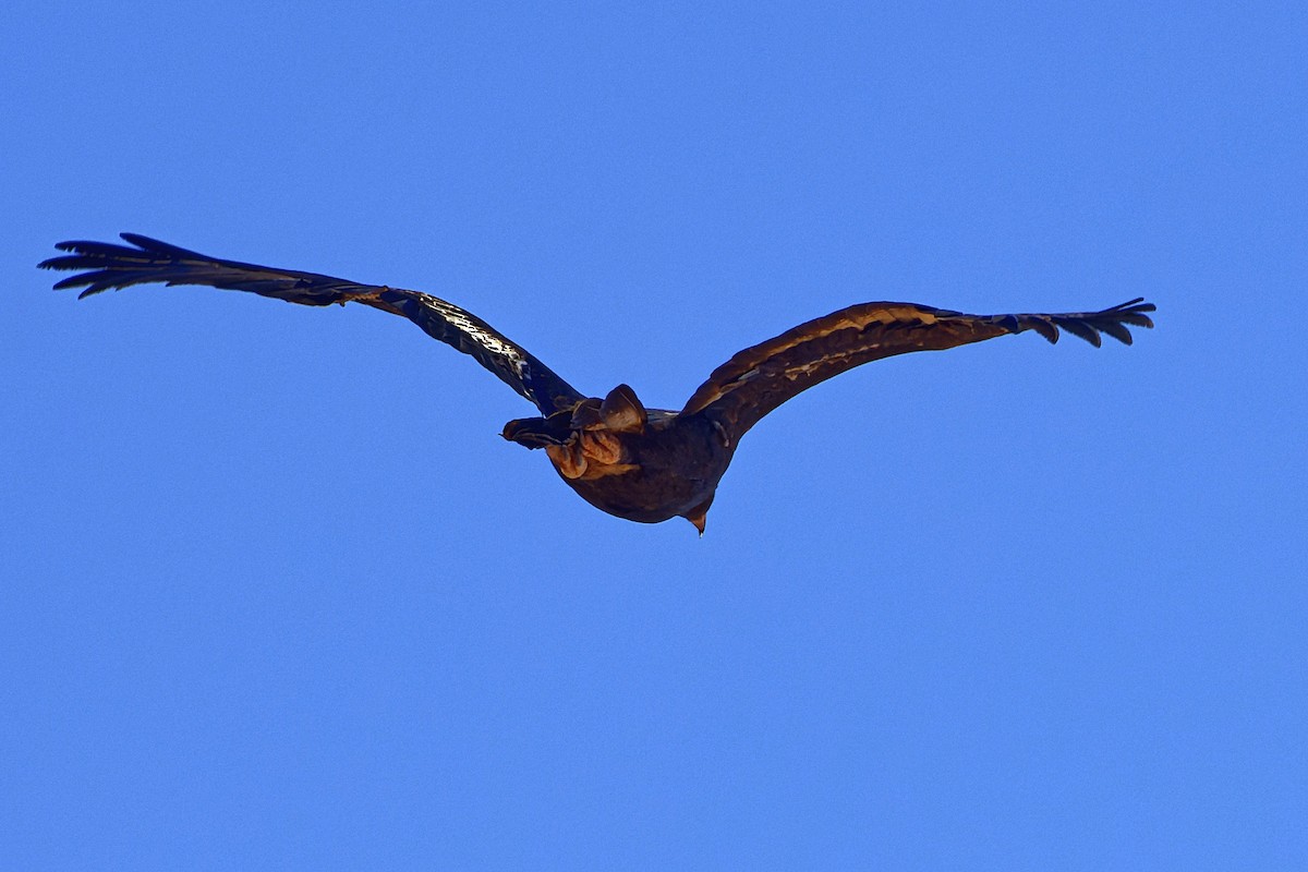 Wedge-tailed Eagle - ML602630931