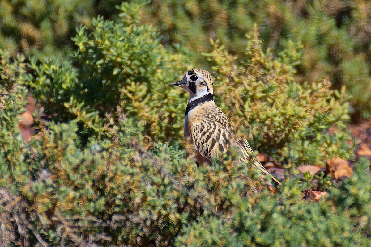 Inland Dotterel - ML602630971